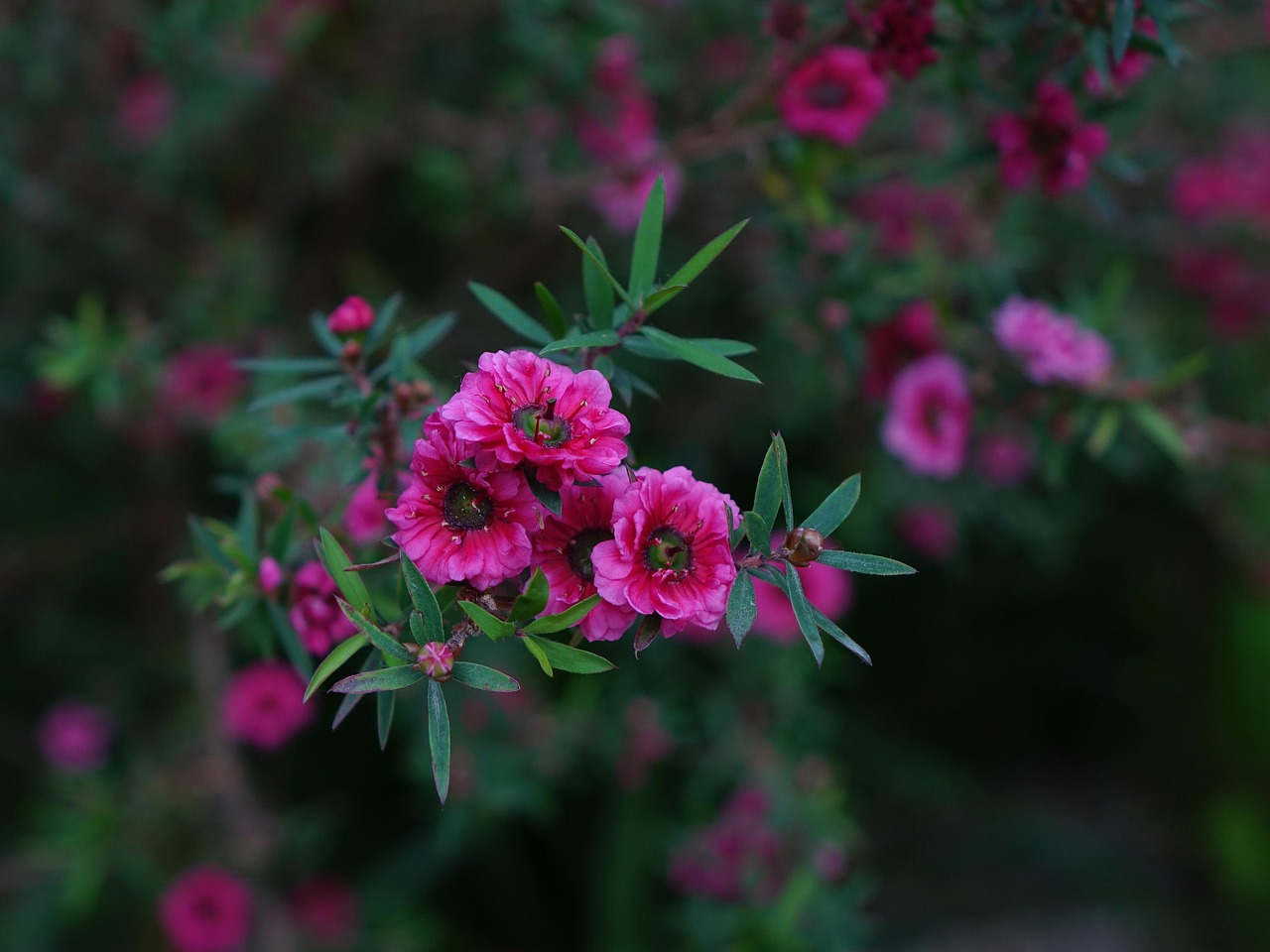 manuka, flower wallpaper, flower, red, new zealand, beautiful flowers, leaves, bloom, plant, branch, manuka, nature, manuka, manuka, manuka, flower background, manuka