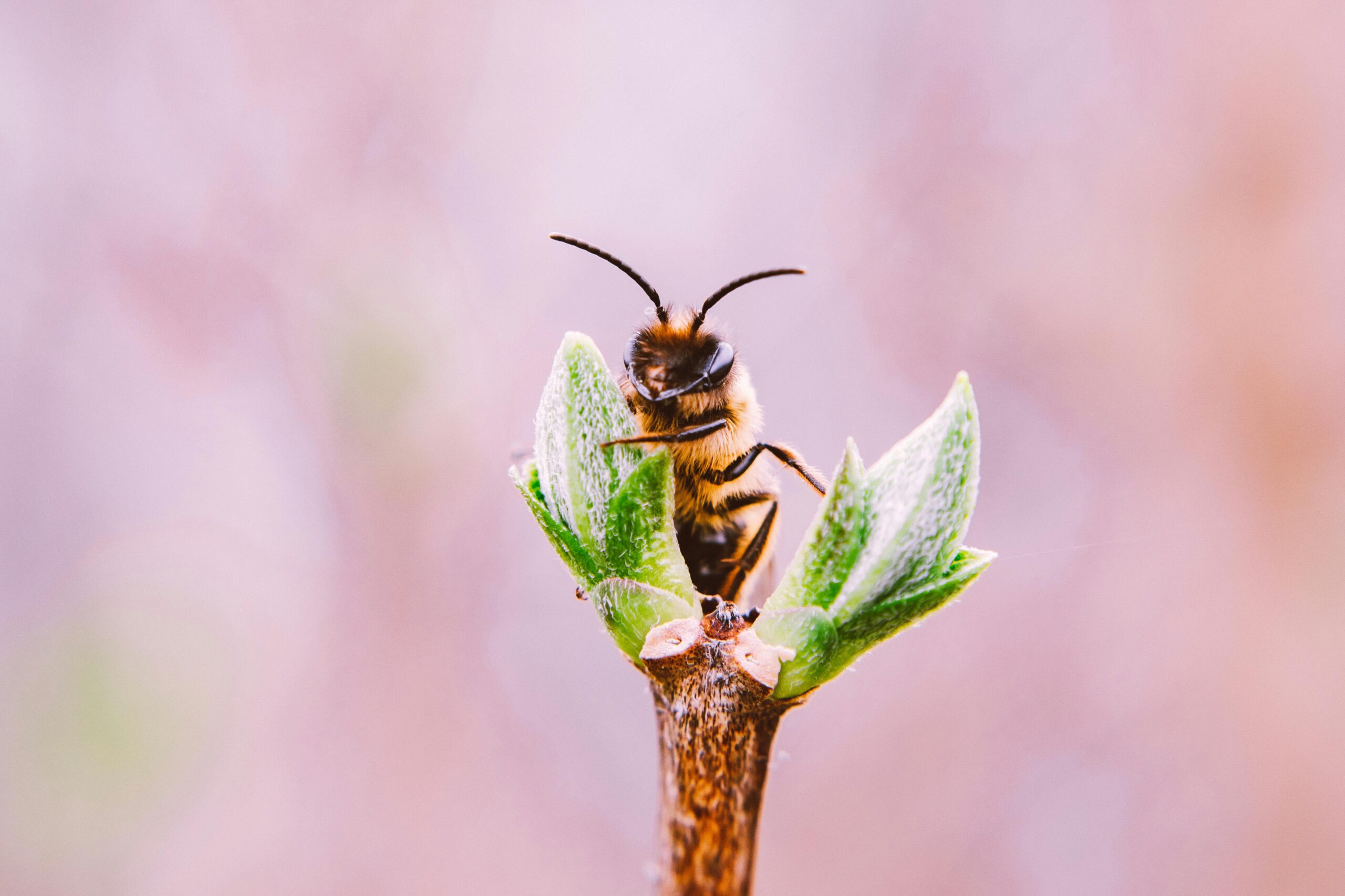 Close-up of a honey bee perched on a budding leaf, captured in spring.