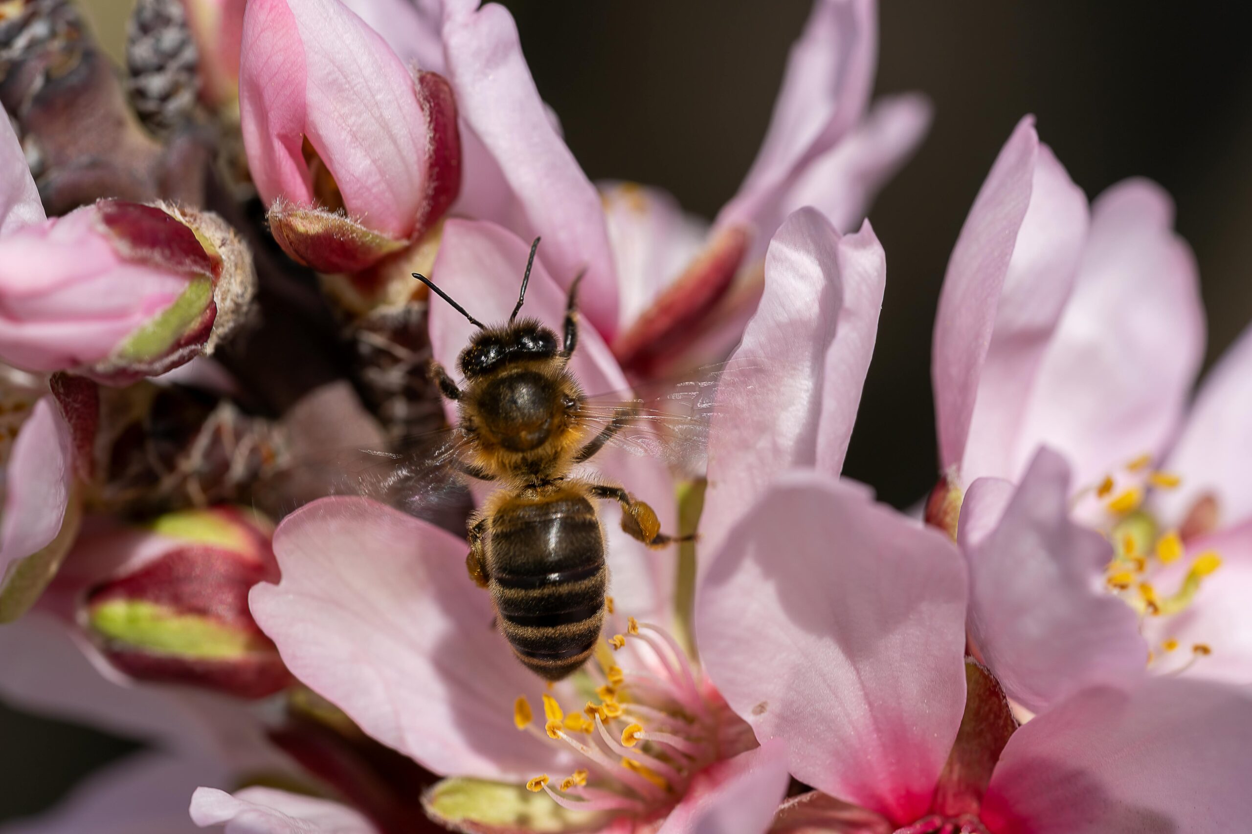 Close-up of a bee gathering pollen from pink almond blossoms in Picassent, Spain.