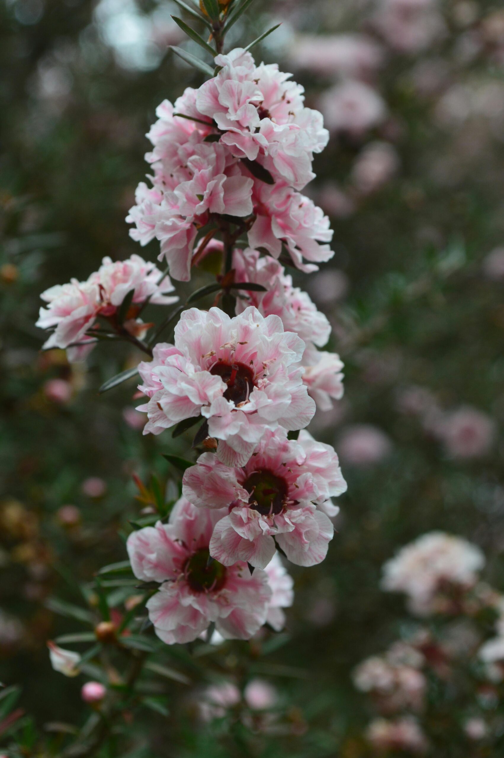 Vibrant close-up of pink Manuka flowers in full bloom, showcasing delicate petals in spring.