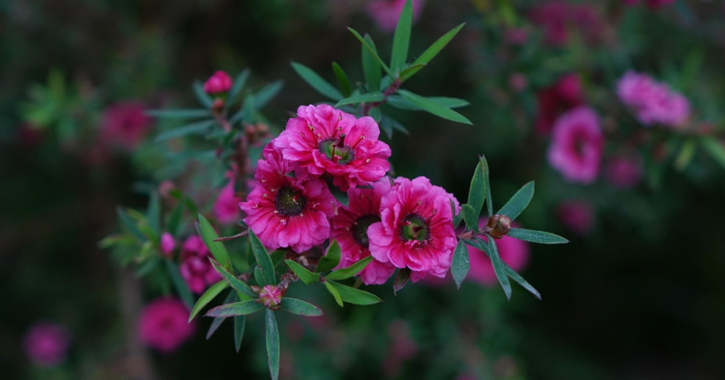 Leptospermum Manuka