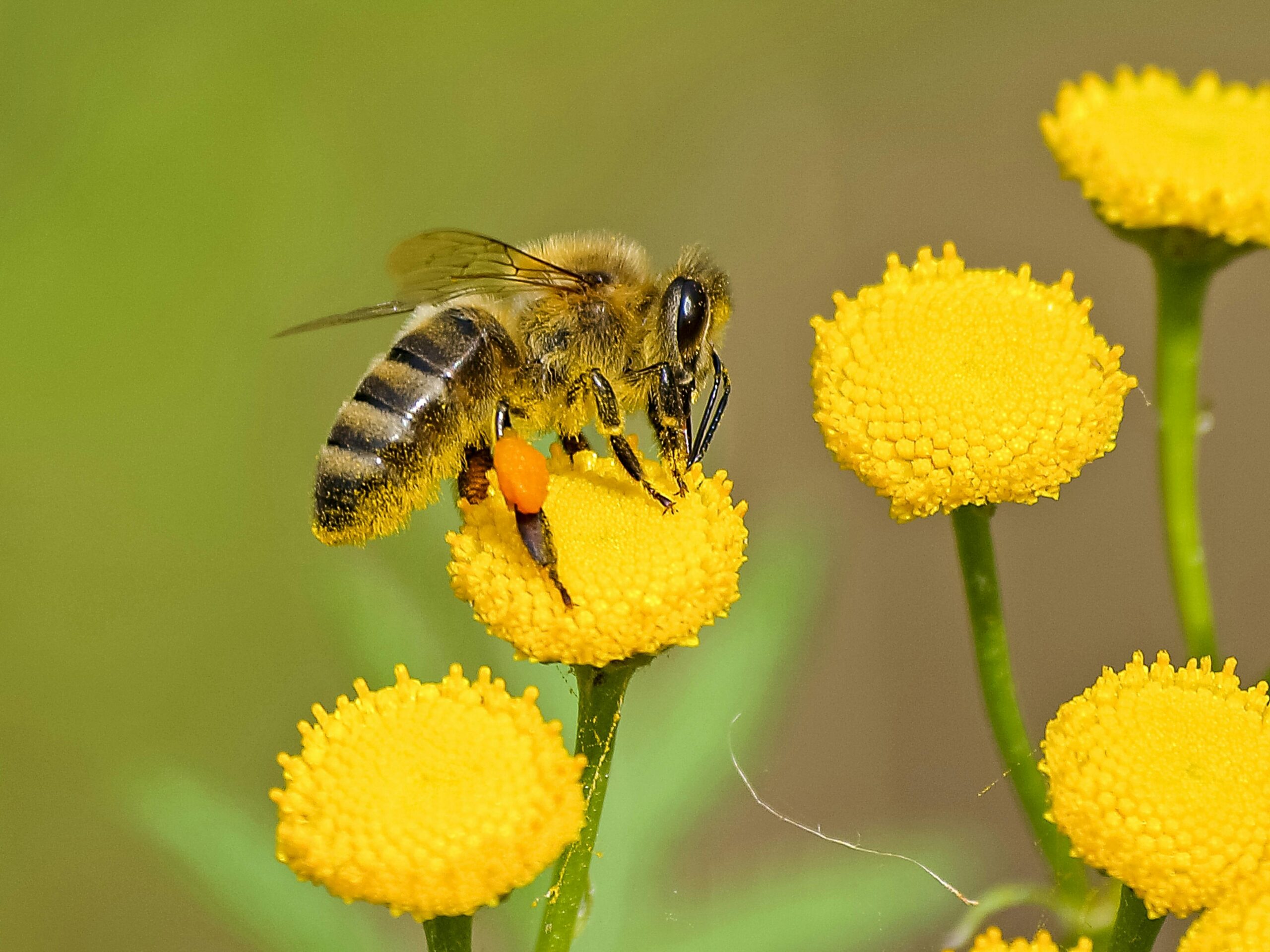 Detailed shot of a honeybee pollinating vibrant yellow flowers in nature.